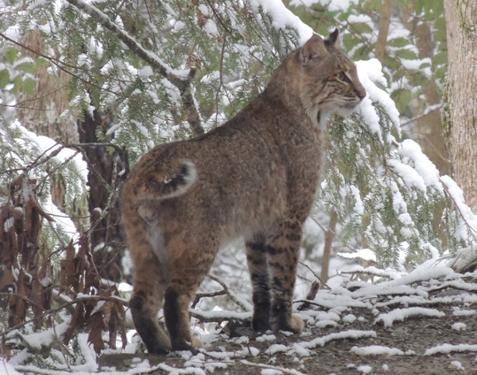 Male Bobcat living in Dry Valley near Townsend, Tennessee.